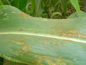 uploads/images/disease/Rust of maize.jpg